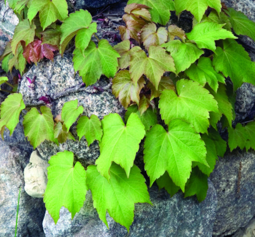 Boston Ivy Natorp's Online Plant Store